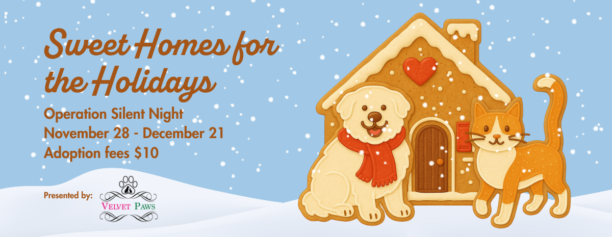 Operation Silent Night 2024